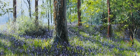 bluebell woods