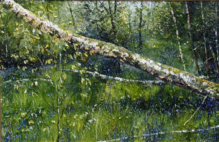 Silver Birch and Bluebells